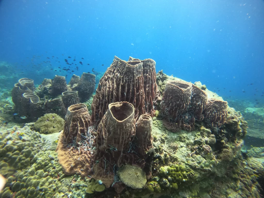 Khmer Dive Group on Koh Rong Island in SihanoukVille, Cambodia