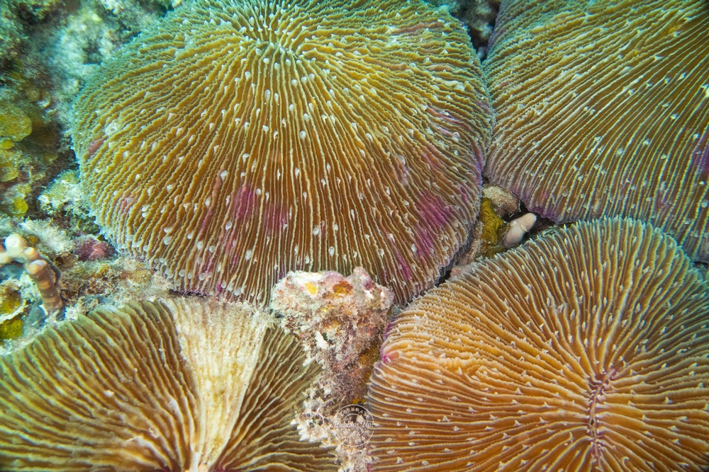 bubbles up dive center