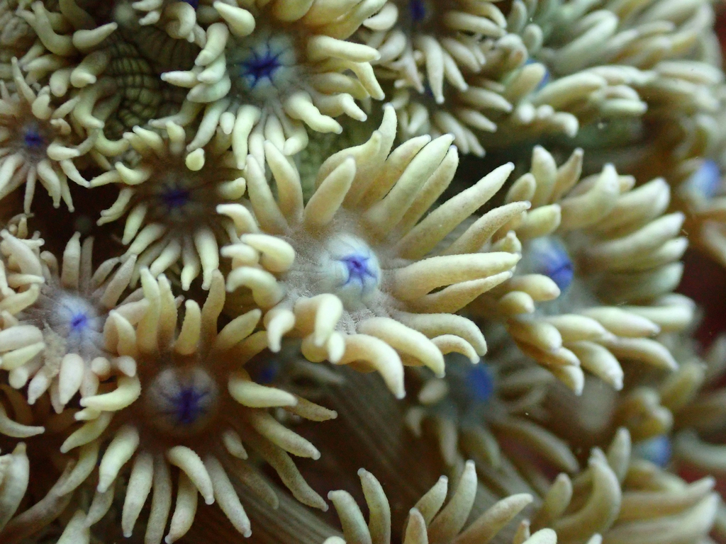 Diveway Cambodia and Water Sports Cambodia on Koh Rong Island. Scuba diving.